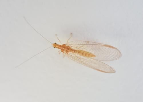 Chrysoperla sp.
